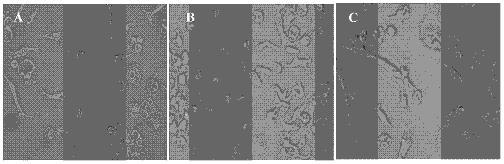 Method used for separation and culture of poultry endothelial progenitor cells