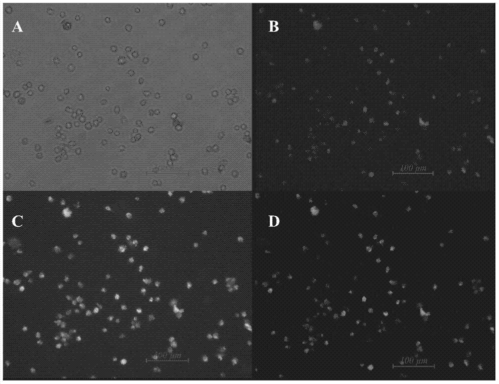 Method used for separation and culture of poultry endothelial progenitor cells