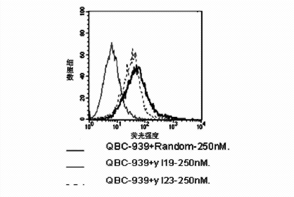 Nucleic acid aptamer and derivatives thereof, screening method of nucleic acid aptamer, application of nucleic acid aptamer and derivatives in detecting human biliary duct carcinoma cell line