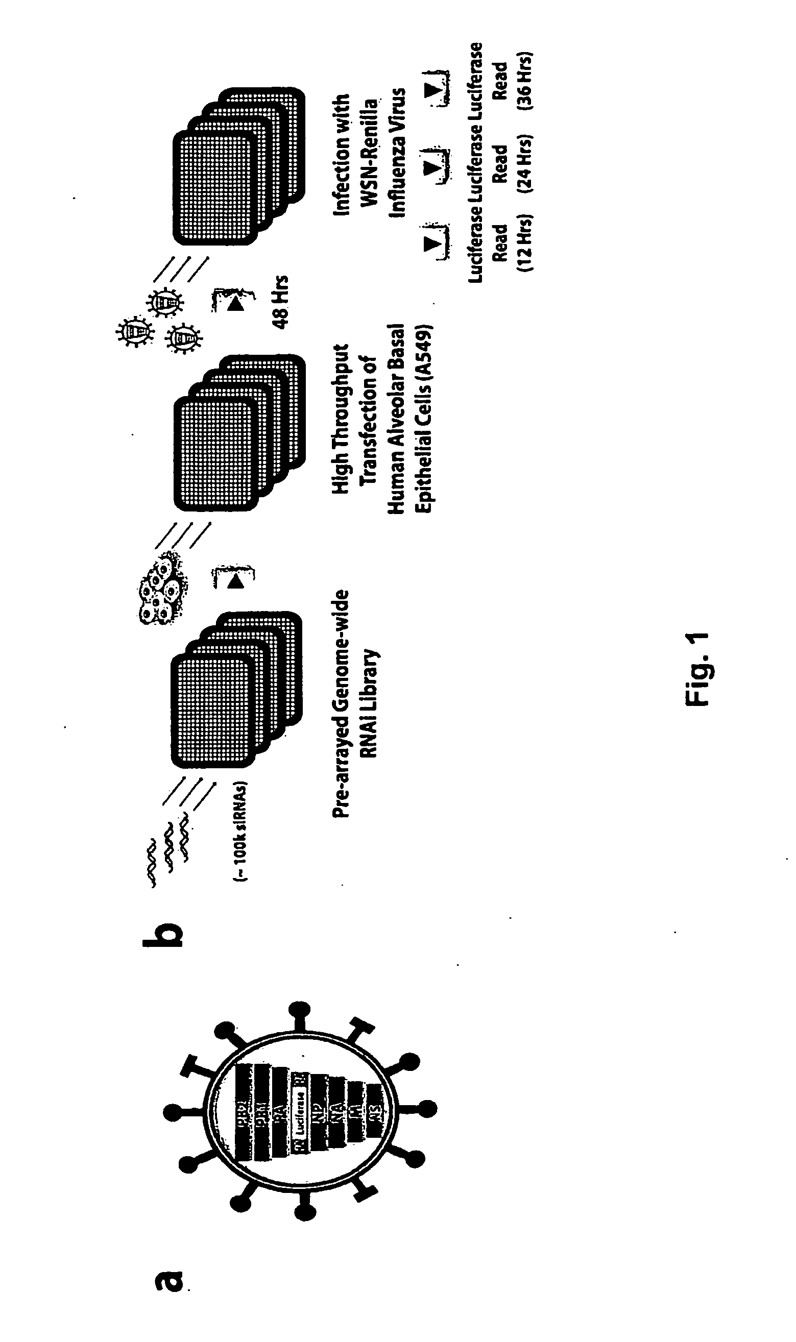 Compositions and Methods for Inhibiting Human Host Factors Required for Influenza Virus Replication