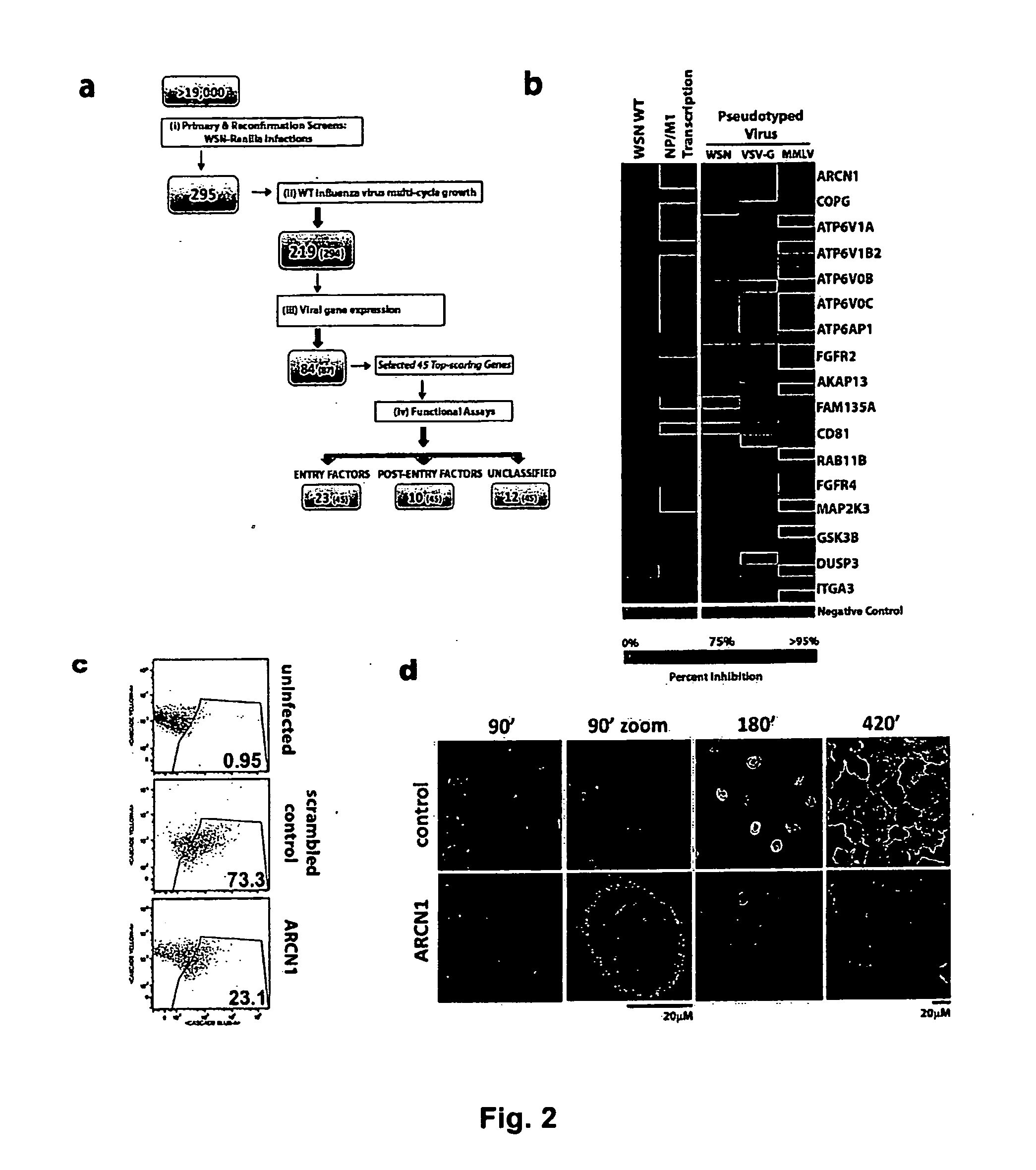 Compositions and Methods for Inhibiting Human Host Factors Required for Influenza Virus Replication