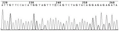 Detecting typing kit for susceptibility gene of esophagus cancer and application thereof