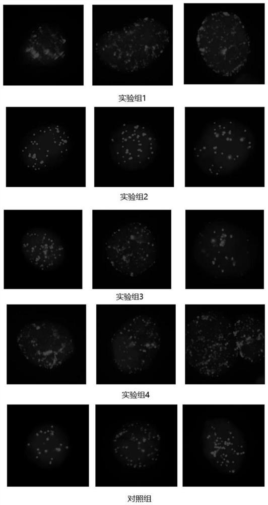 Circulating tumor cell separation and enrichment kit