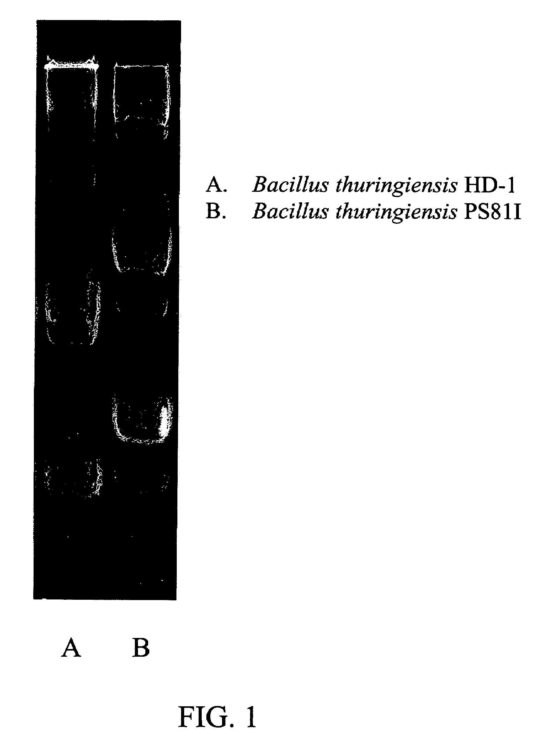 Bacillus thuringiensis isolate active against lepidopteran pests, and genes encoding novel lepidopteran-active toxins