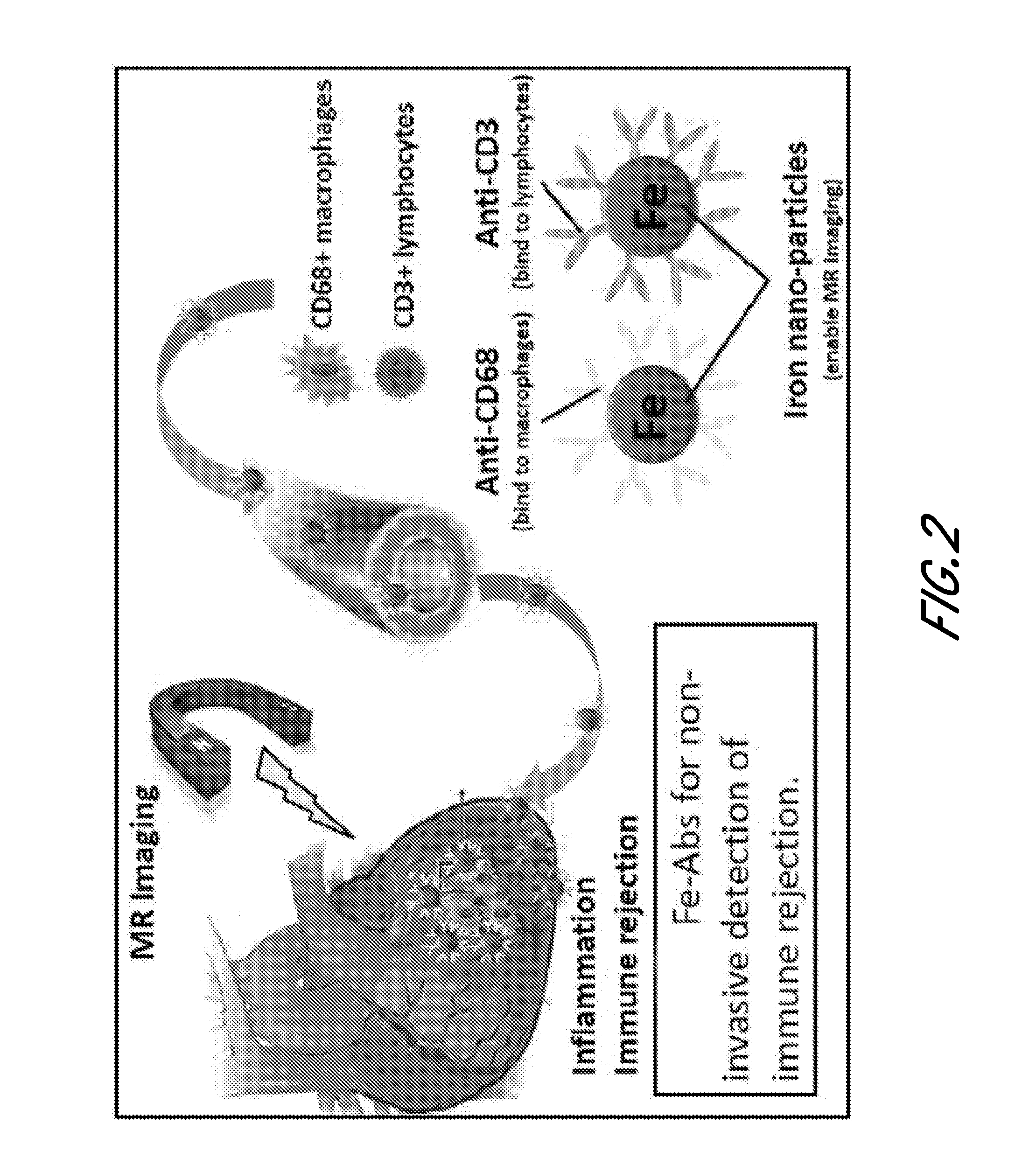 Bi-functional compositions for targeting cells to diseased tissues and methods of using same