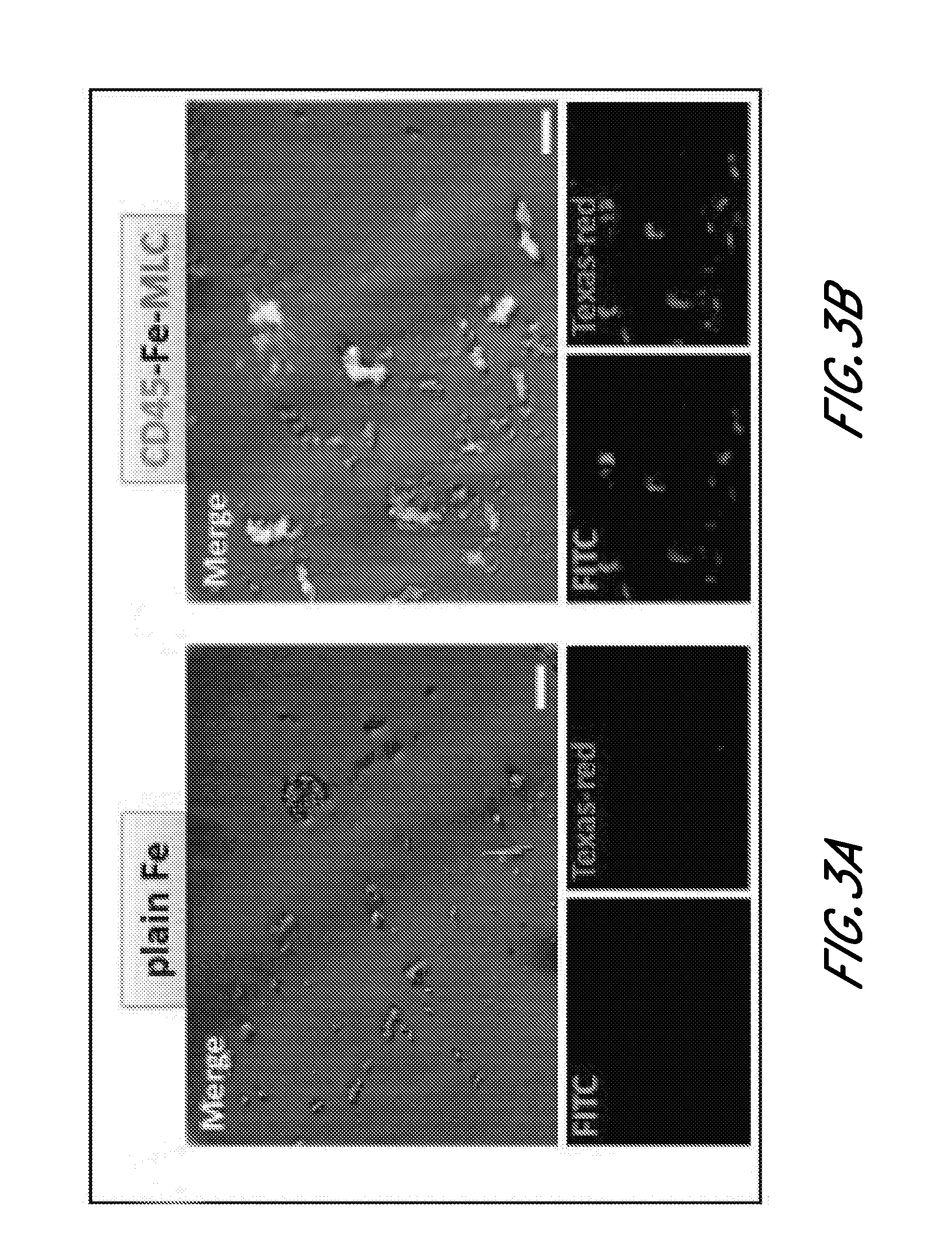 Bi-functional compositions for targeting cells to diseased tissues and methods of using same