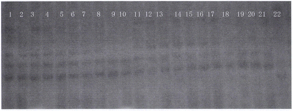 Method of breeding cytoplasmic sterile line of Brassica juncea var. integlifolia