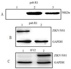 A kind of monoclonal antibody and its application