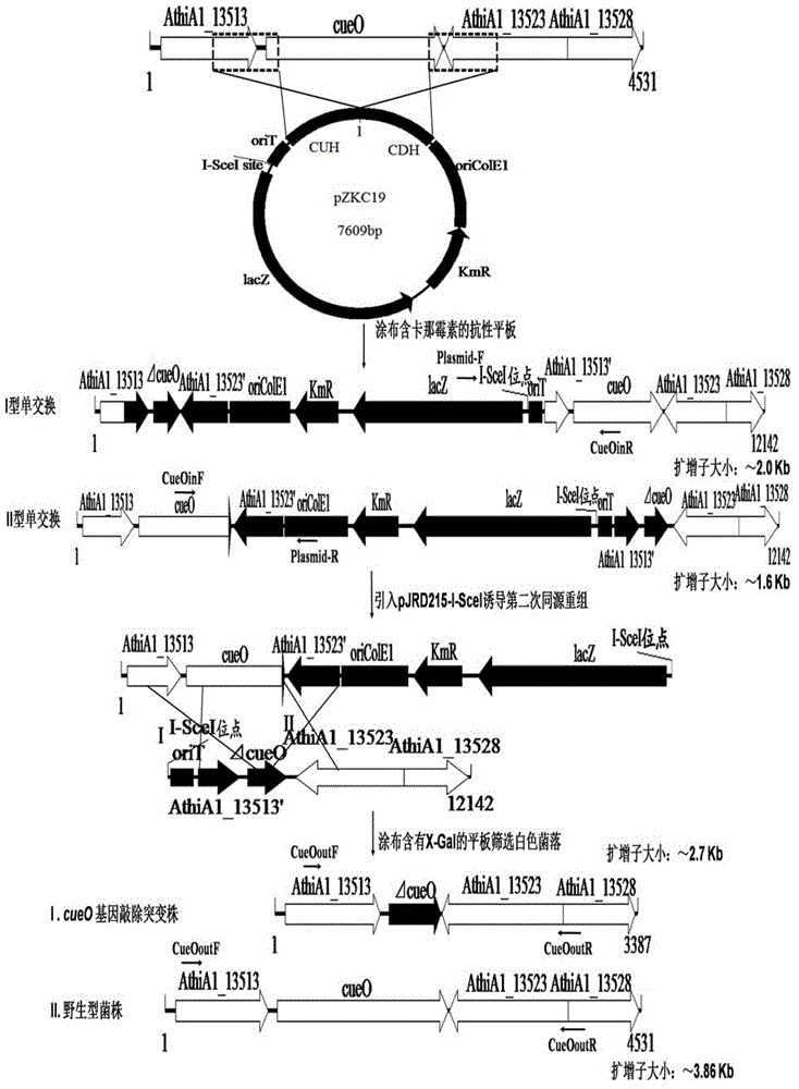 Method for screening unmarked gene knockout bacterial strain of acidithiobacillus thiooxidans