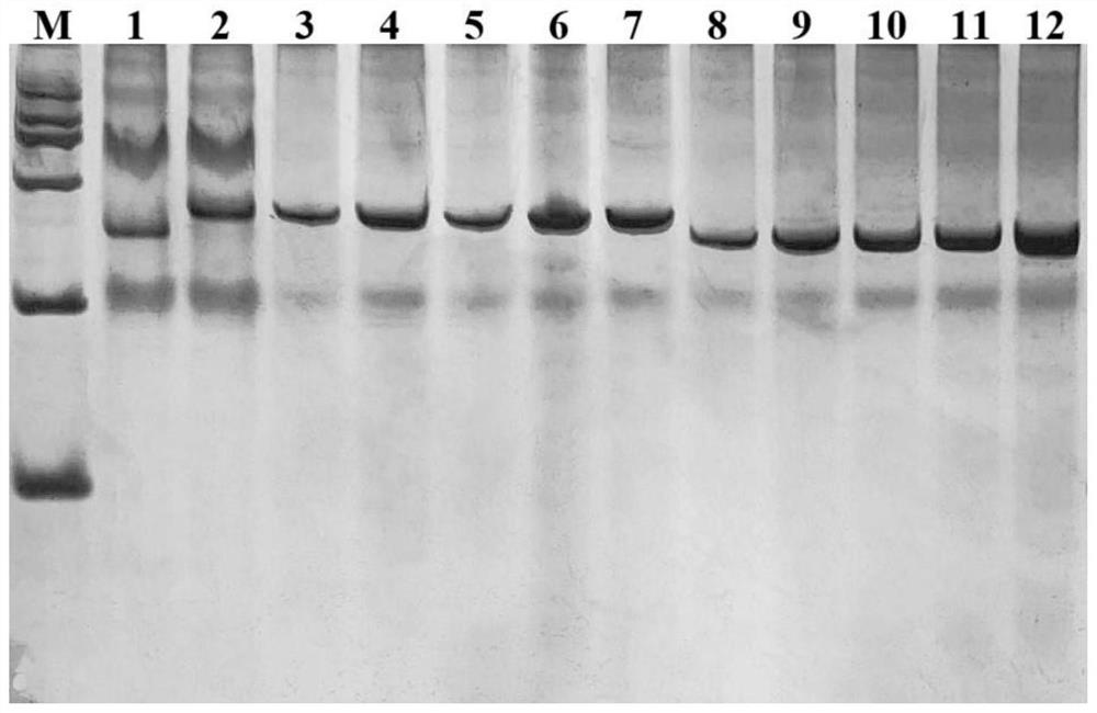 Muskmelon downy mildew resistance InDel marker and application thereof