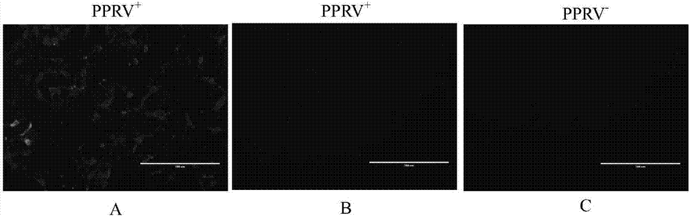 Peste des petits ruminant virus F protein epitope peptide as well as determination and preparation method and application thereof