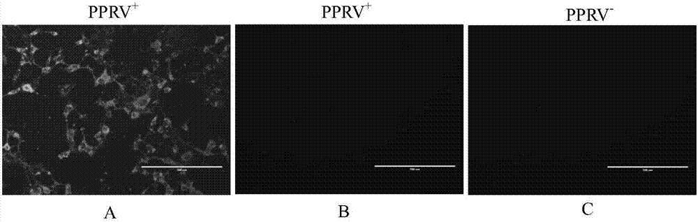 Peste des petits ruminant virus F protein epitope peptide as well as determination and preparation method and application thereof