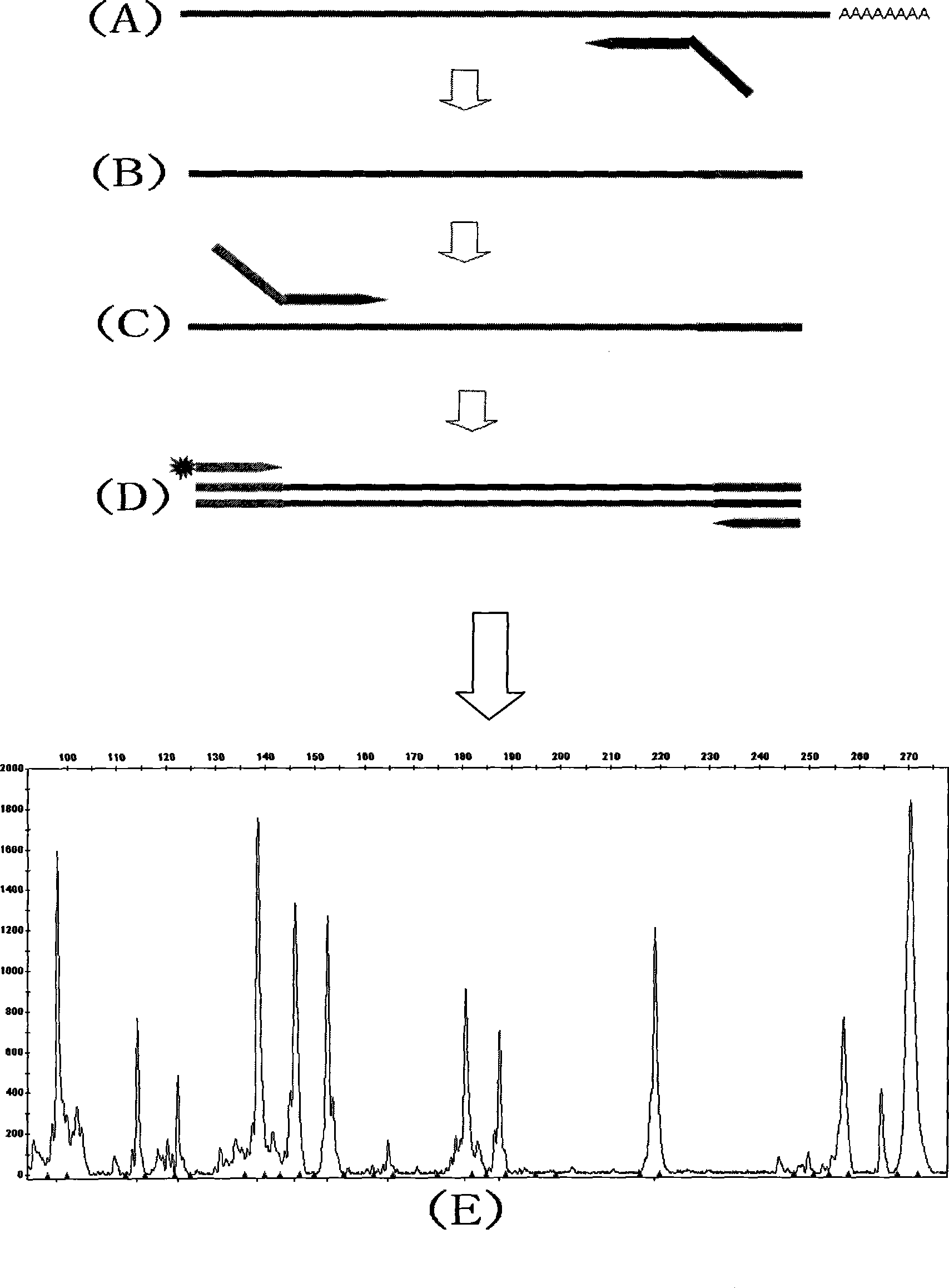 Multiple quantitative RT-PCR gene expression spectrum analysis method based on fluorescent universal primer