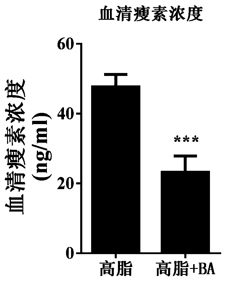Application of betulinic acid as leptin sensitizer in preparation of related drugs for treating leptinresistance