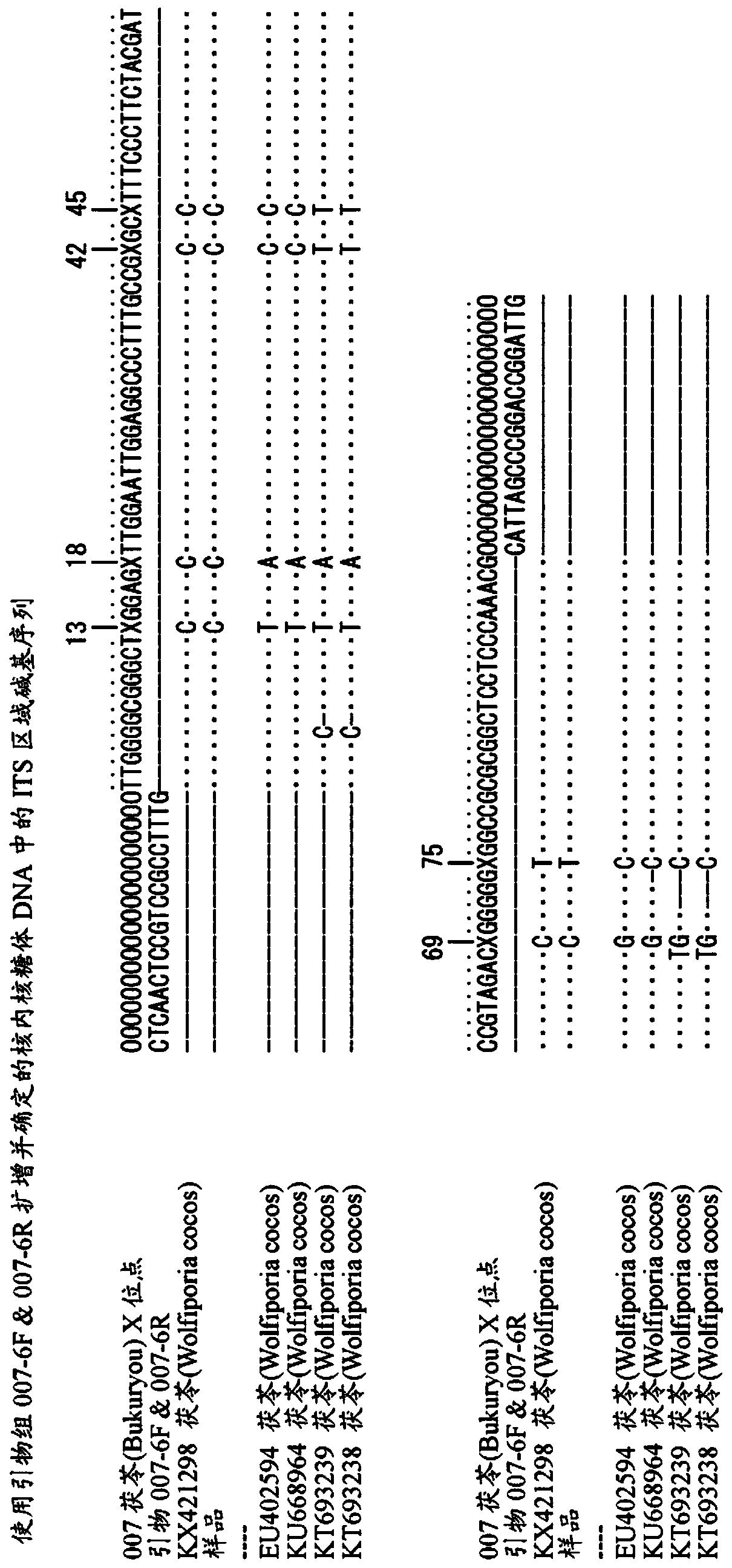 Primer group and crude drug identification method using primer group