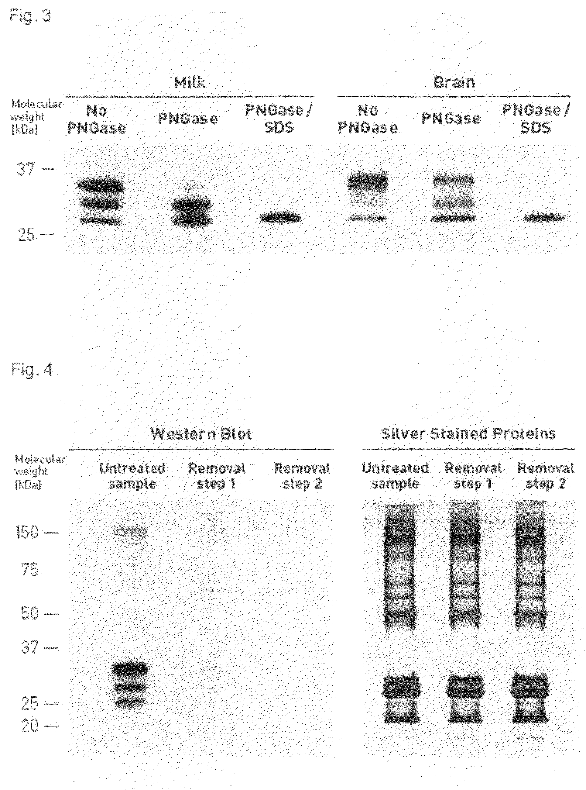 Identification of Prion Proteins in Milk