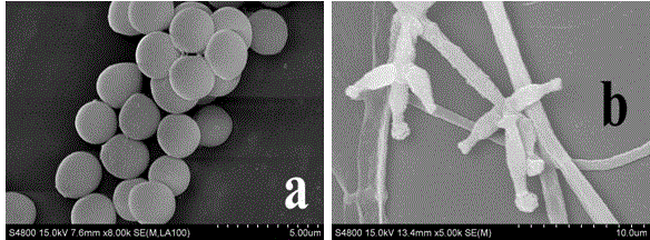 Biological prevention and control bacterial strain for preventing and controlling rice sheath blight, biological organic fertilizer, and preparation method of biological organic fertilizer