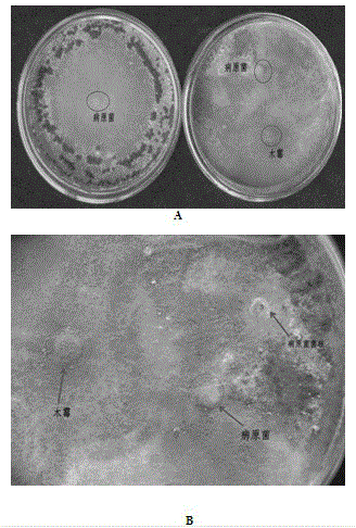 Biological prevention and control bacterial strain for preventing and controlling rice sheath blight, biological organic fertilizer, and preparation method of biological organic fertilizer