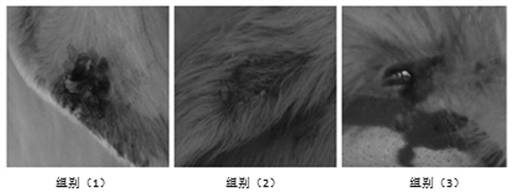 Hemostatic material based on combination of chitosan and tissue factor, and preparation method thereof