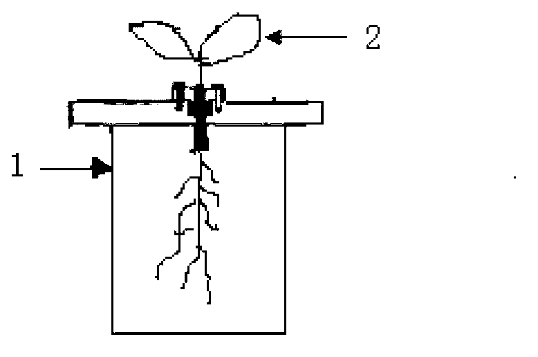 Method for detecting mineral nutrient cycling from cotton seedling stage to cotton flowering and boll-forming stage by applying pressure