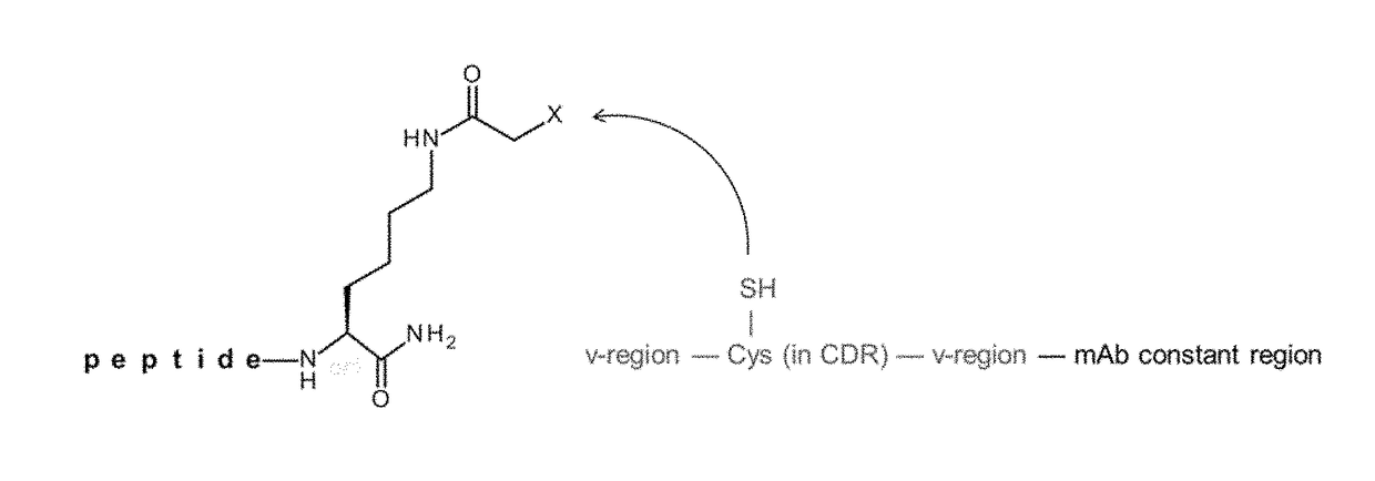 Antibody-coupled cyclic peptide tyrosine tyrosine compounds as modulators of neuropeptide y receptors