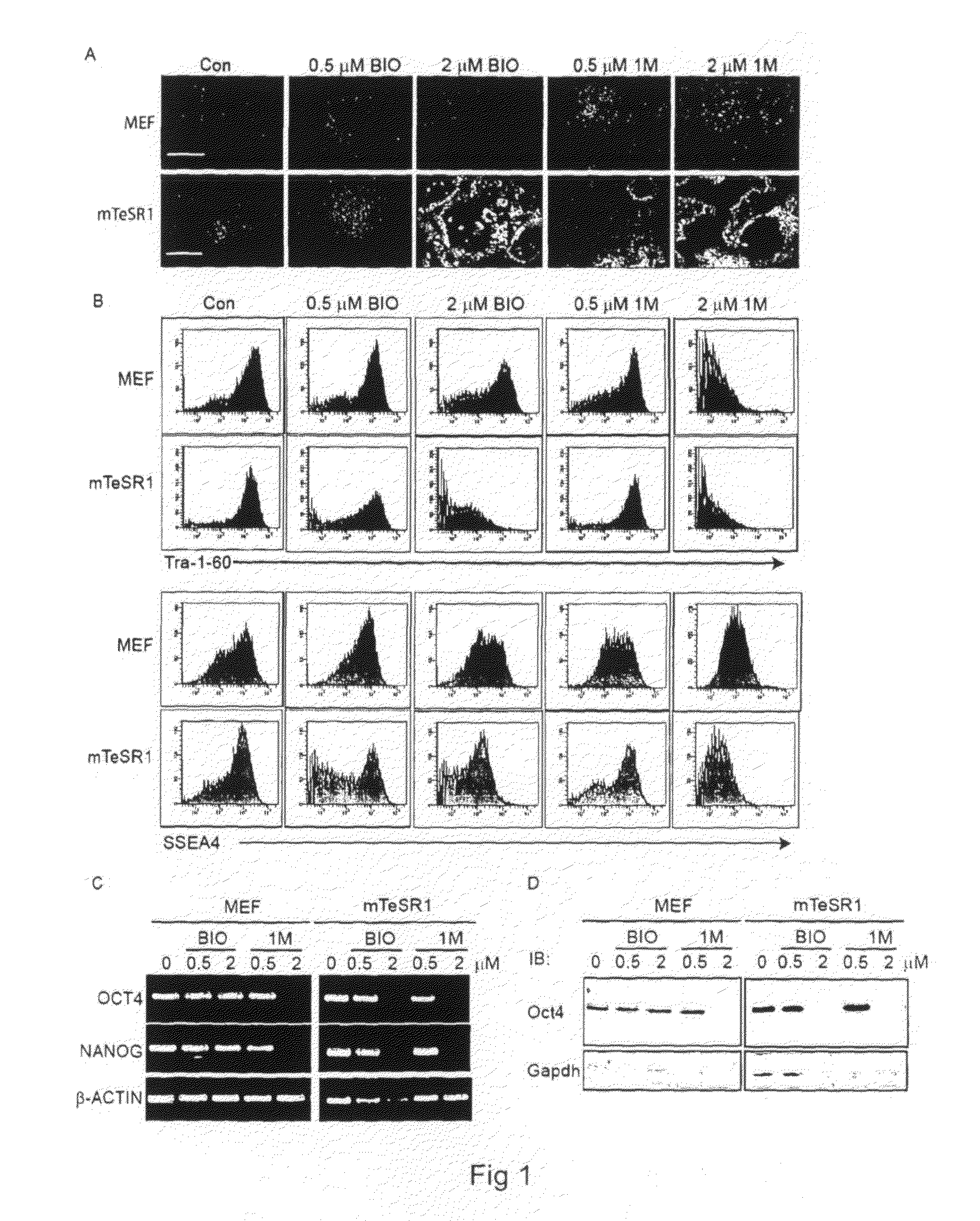Composition and method for differentiation of human embryonic stem cells