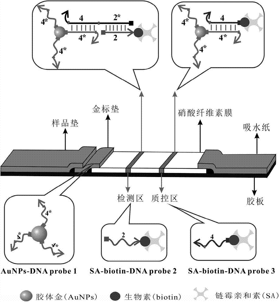 Ultra-sensitive detection method of mercury ions and detection kit