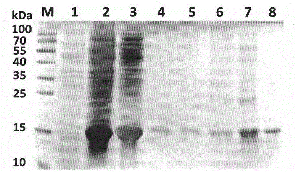 Purification and renaturation method of Notch ligand Delta-like1 fusion protein