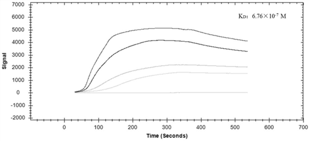 An affinity peptide capable of binding to classical swine fever virus e2 protein and its application