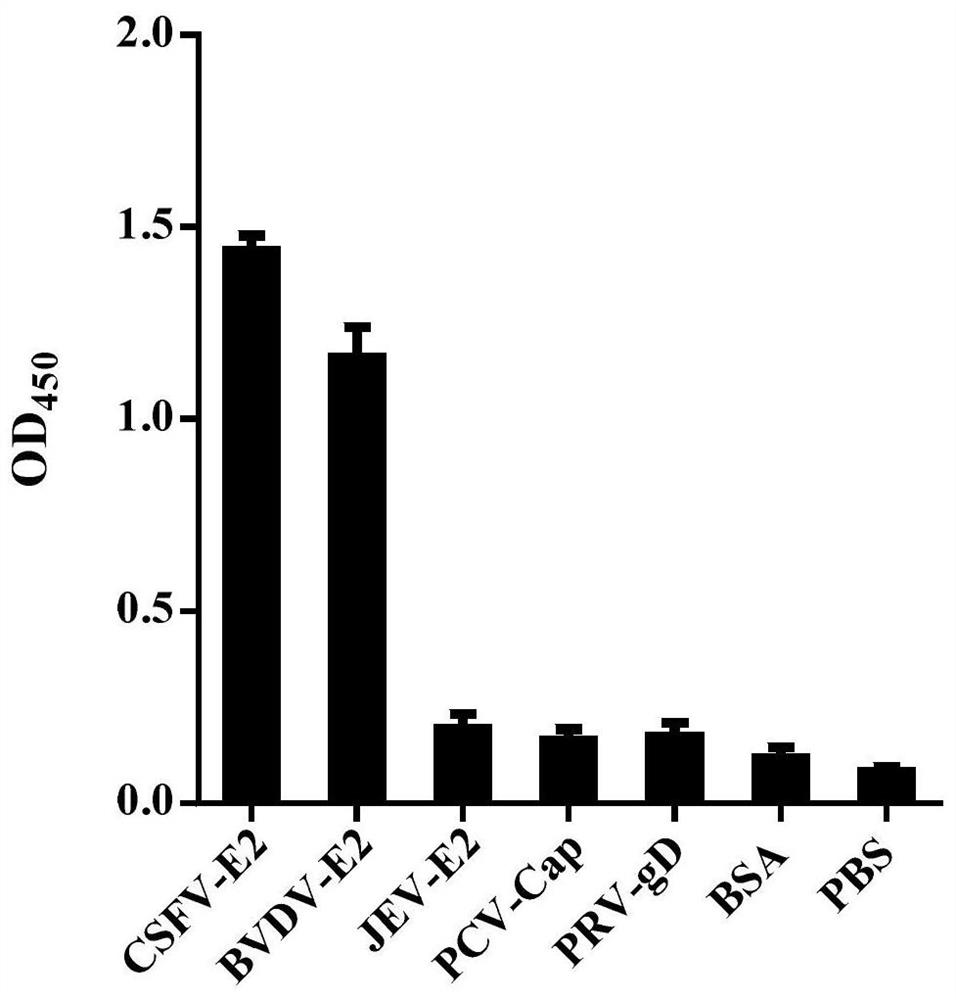 An affinity peptide capable of binding to classical swine fever virus e2 protein and its application