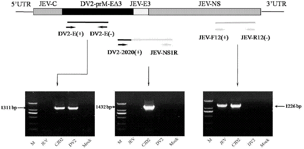 JE/Dengue Chimeric Virus Using Attenuated JE Virus Strain as Gene Skeleton and Its Application