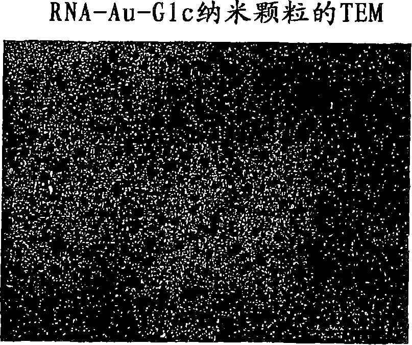 Nanoparticles comprising rna ligands