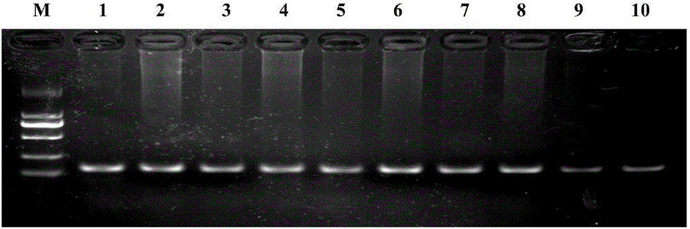 Molecular marking method for predication and identification of sheep multiple ovulation trait and molecular marker primers