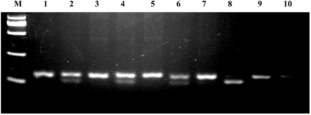 Molecular marking method for predication and identification of sheep multiple ovulation trait and molecular marker primers