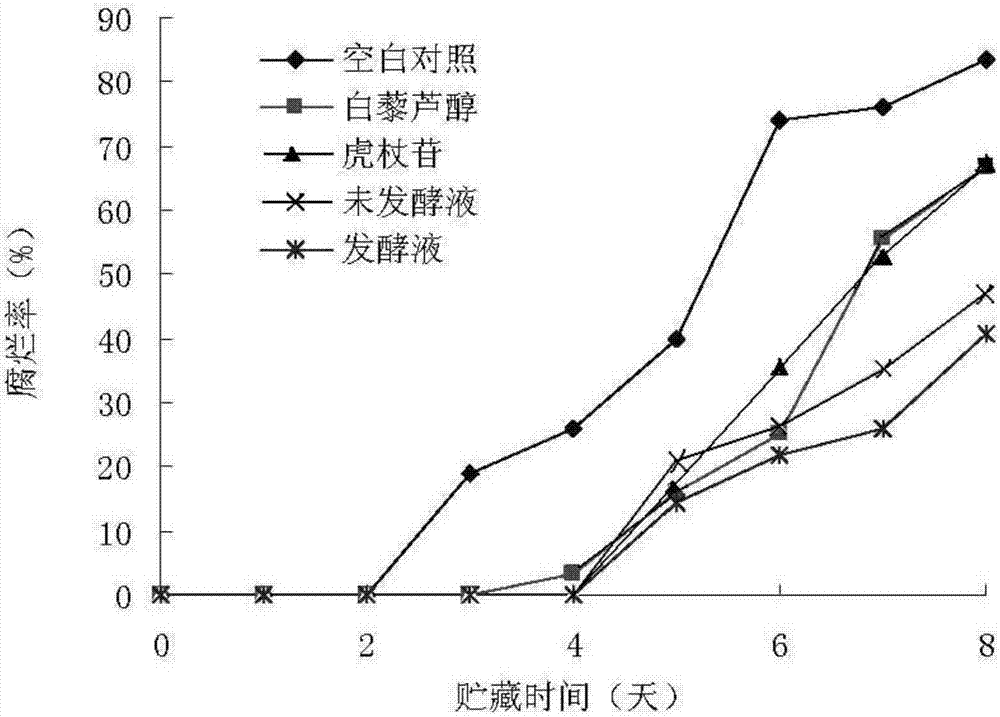 Application of endophytic strain Aspergillus fumigatus j3 in Polygonum cuspidatum in preservation of strawberries