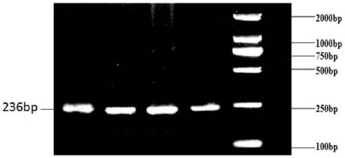 The method and application of detection of insertion-deletion polymorphism of sheep fth-1 gene by pcr-sscp