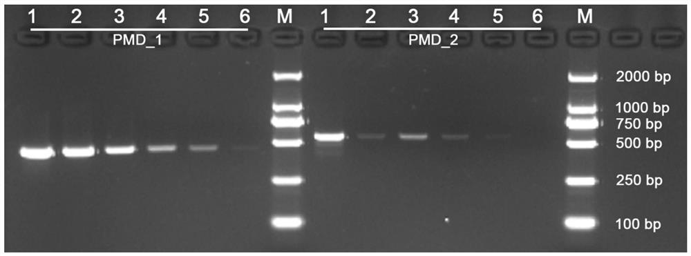 Primer pairs and kit for identifying mating type of Coriolopsis trogii protoplast monokaryon and application of primer pairs