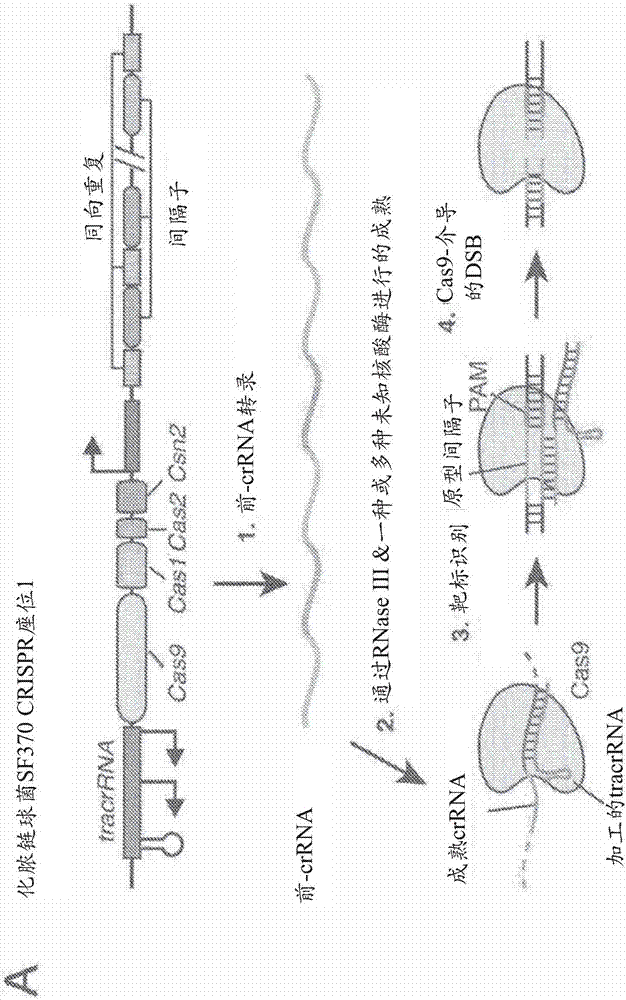 Delivery and use of the crispr-cas systems, vectors and compositions for hepatic targeting and therapy