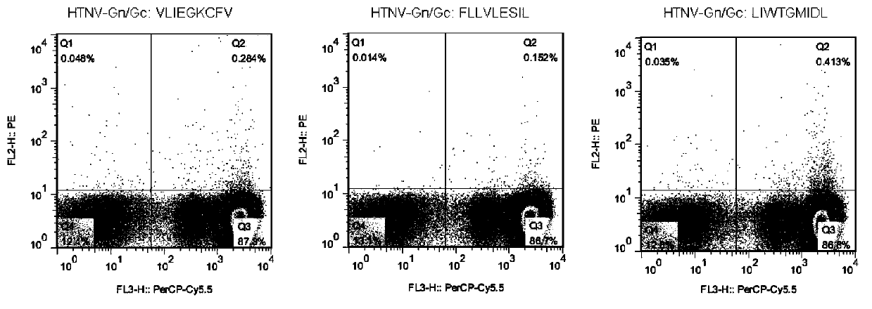 CTL epitope peptide of HTNV-Gn/Gc specificity and polymer and application thereof