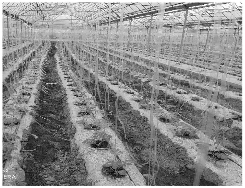 Watermelon cultivation and management method suitable for four-arc greenhouse in tobacco production area