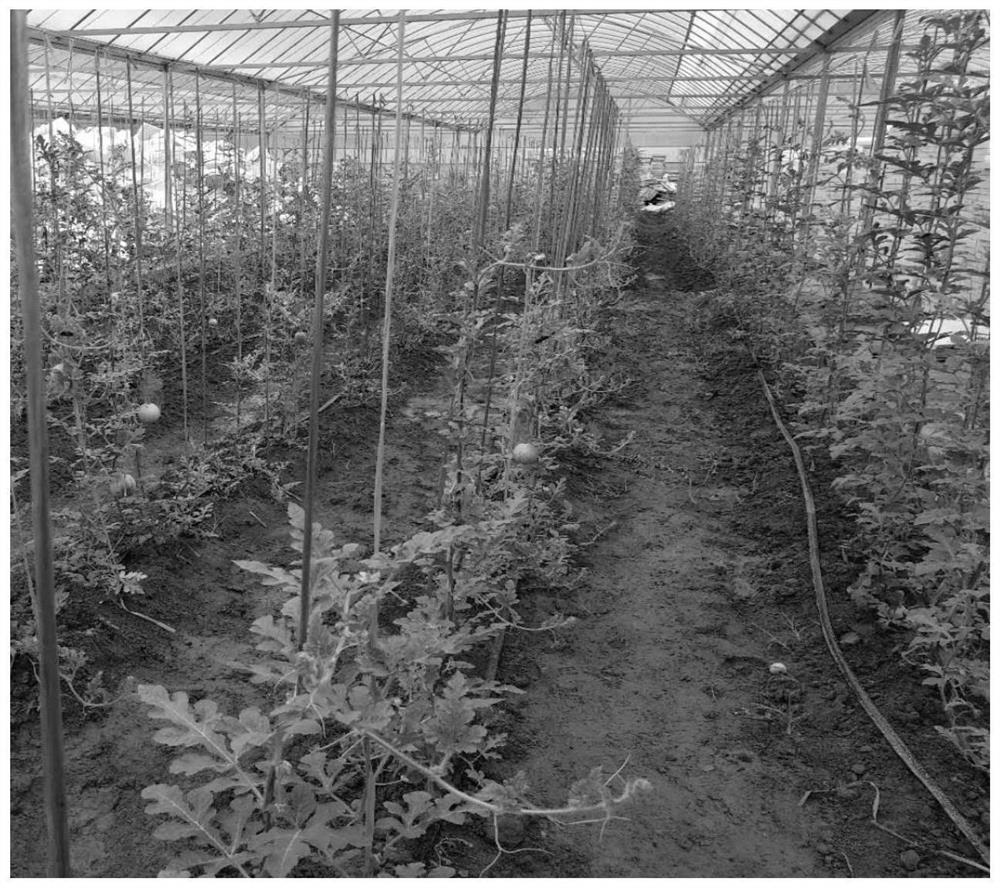 Watermelon cultivation and management method suitable for four-arc greenhouse in tobacco production area