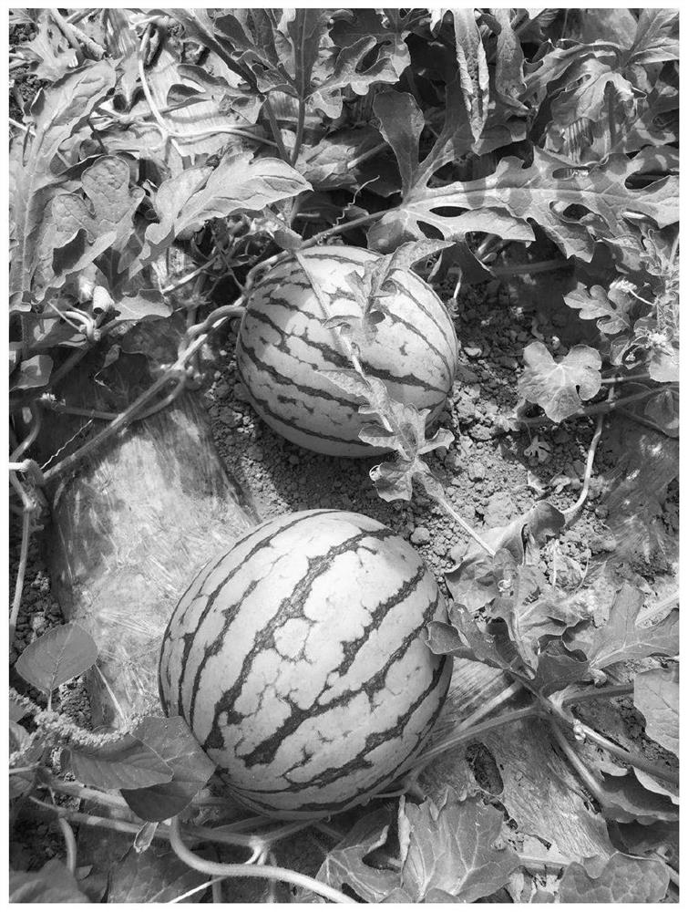 Watermelon cultivation and management method suitable for four-arc greenhouse in tobacco production area