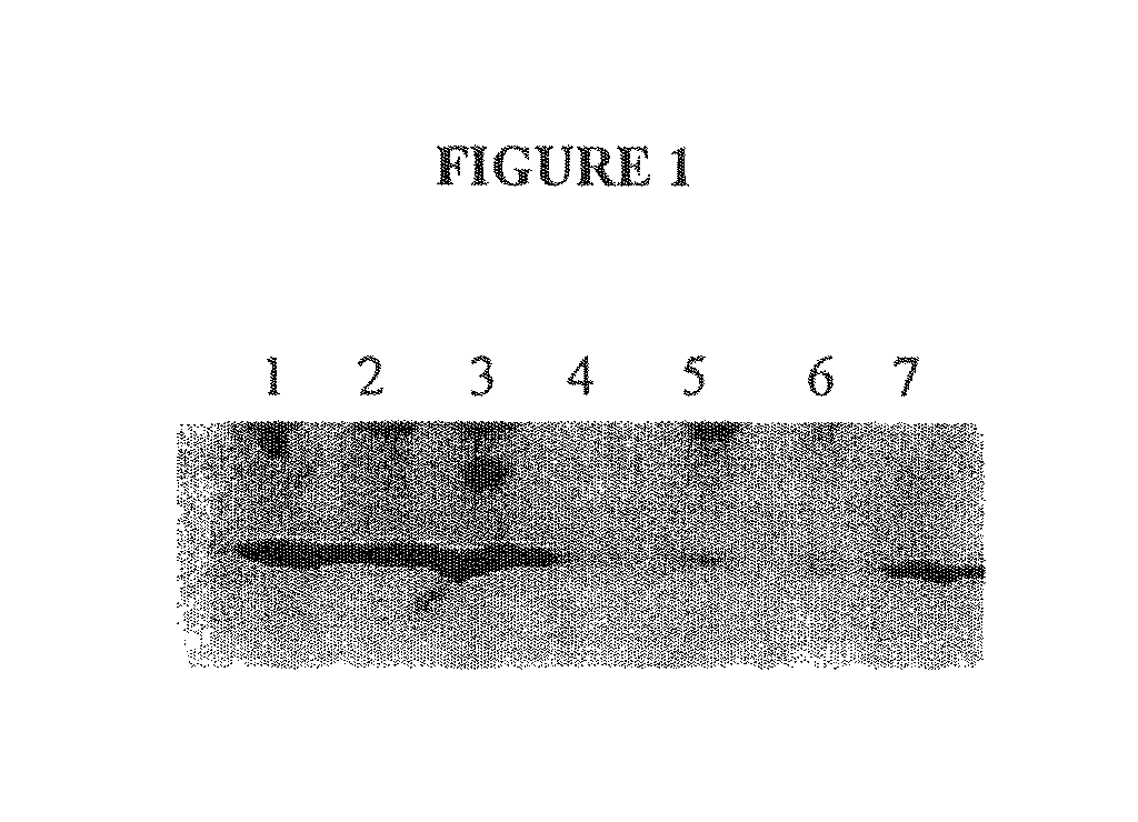 Compositions and methods for inhibiting an isoform of human manganese superoxide dismutase