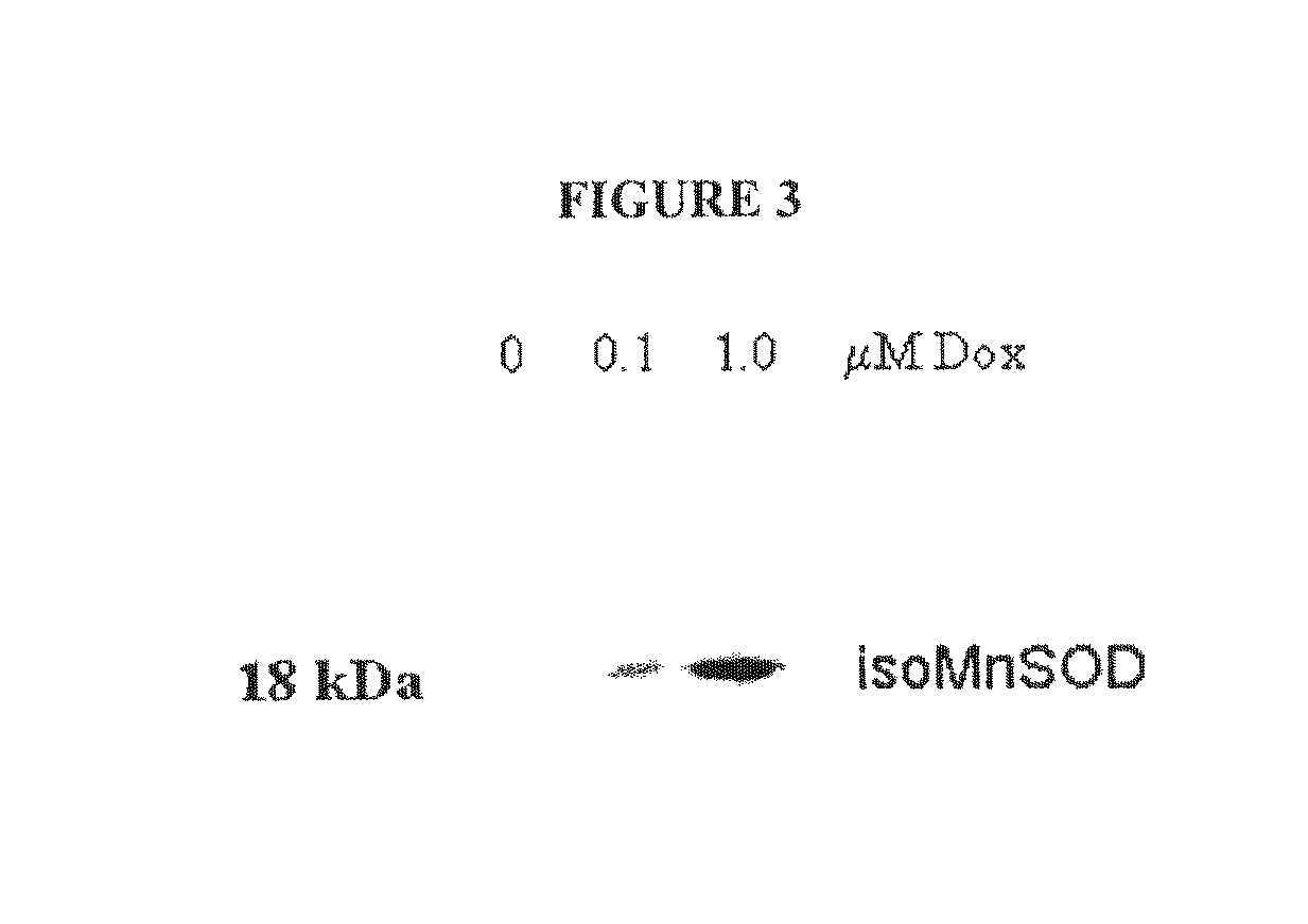 Compositions and methods for inhibiting an isoform of human manganese superoxide dismutase