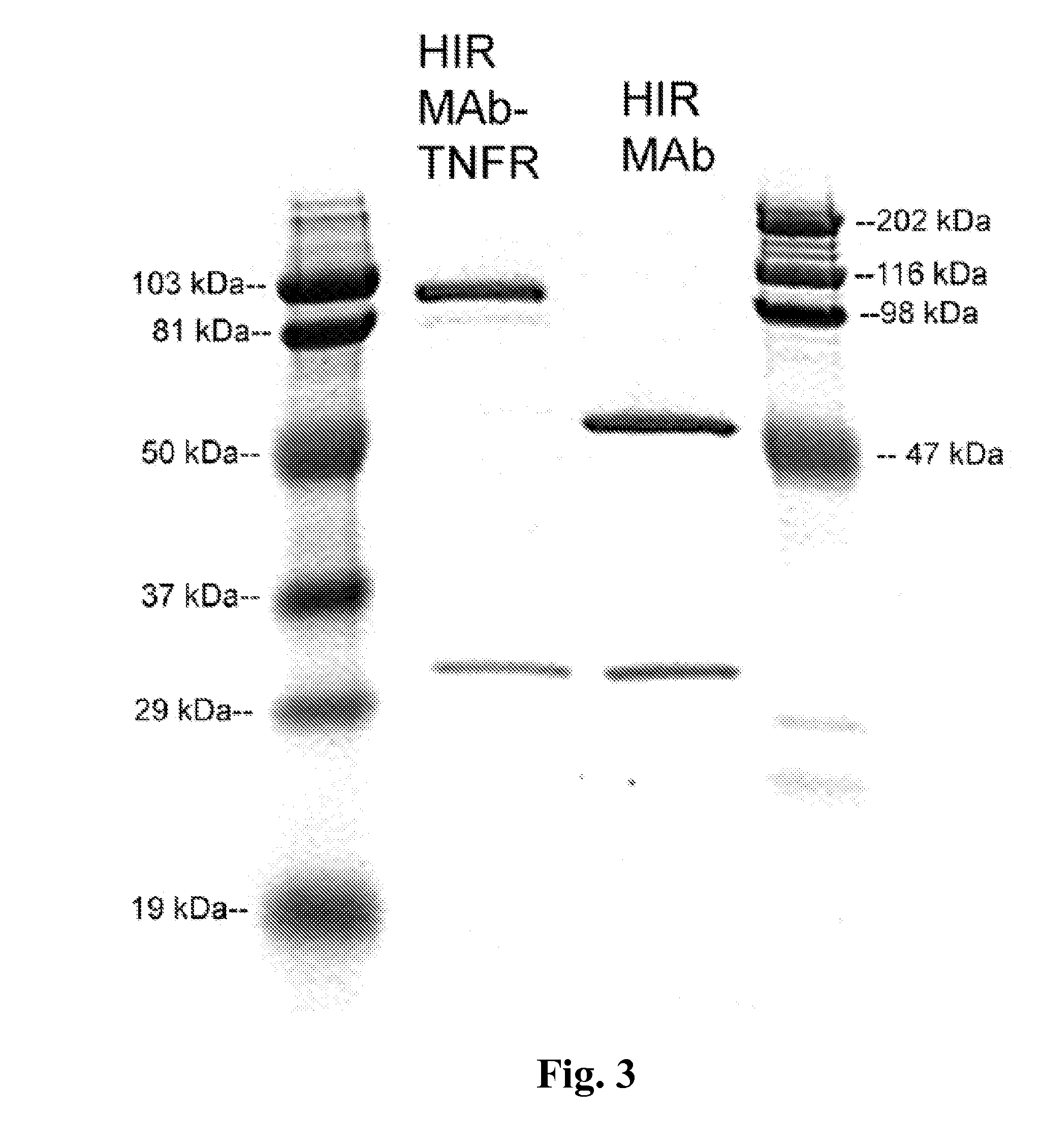 COMPOSITIONS AND METHODS FOR BLOOD-BRAIN BARRIER DELIVERY OF lgG-DECOY RECEPTOR FUSION PROTEINS