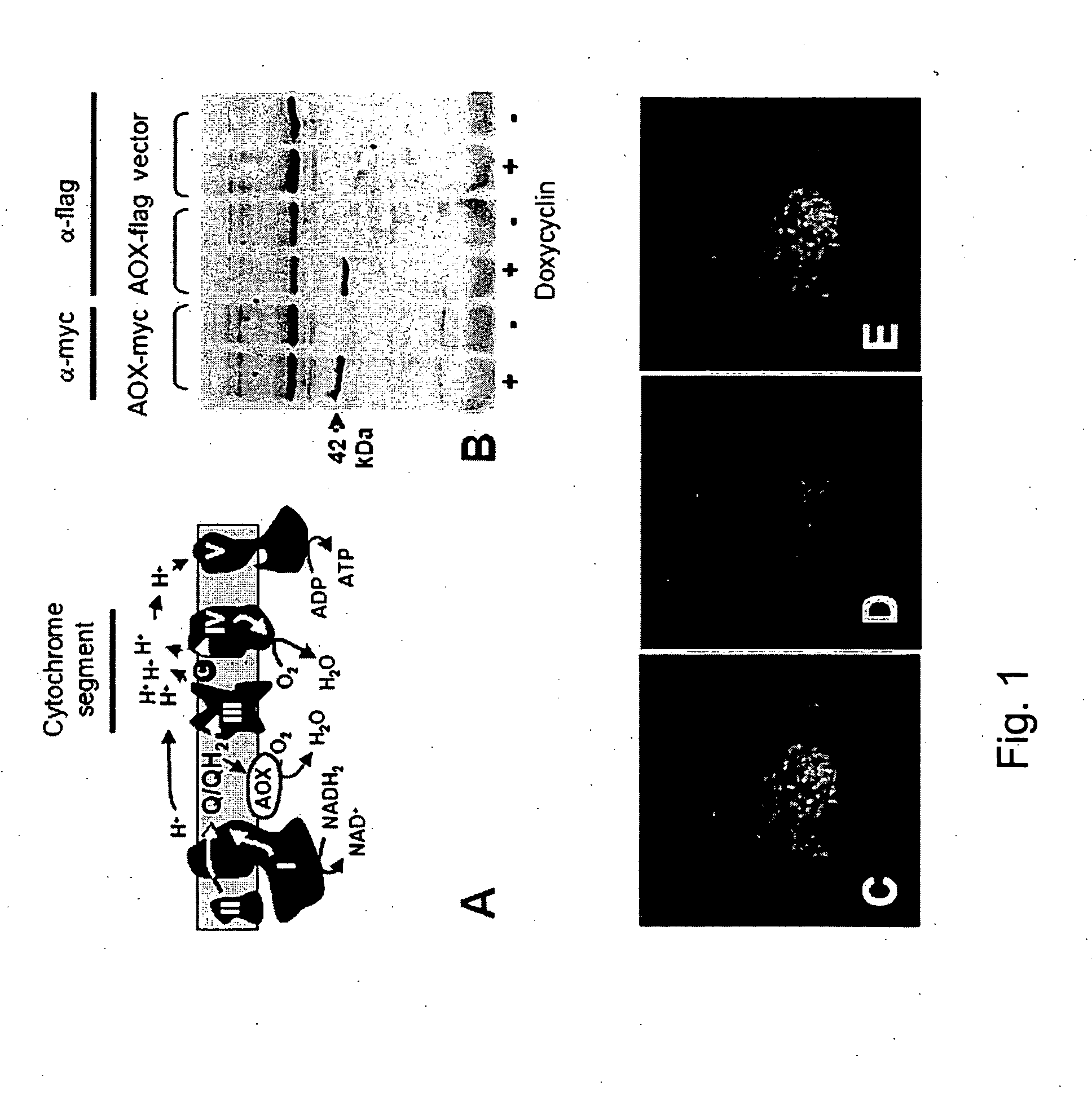 Alternative oxidase and uses thereof