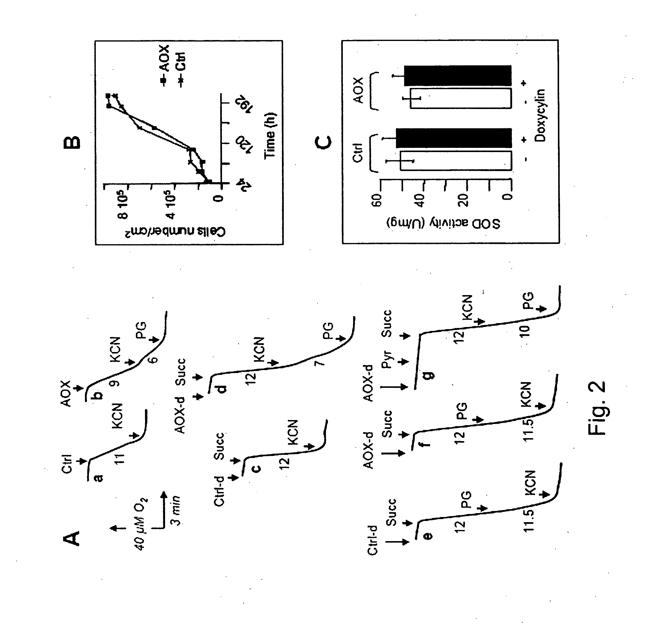 Alternative oxidase and uses thereof