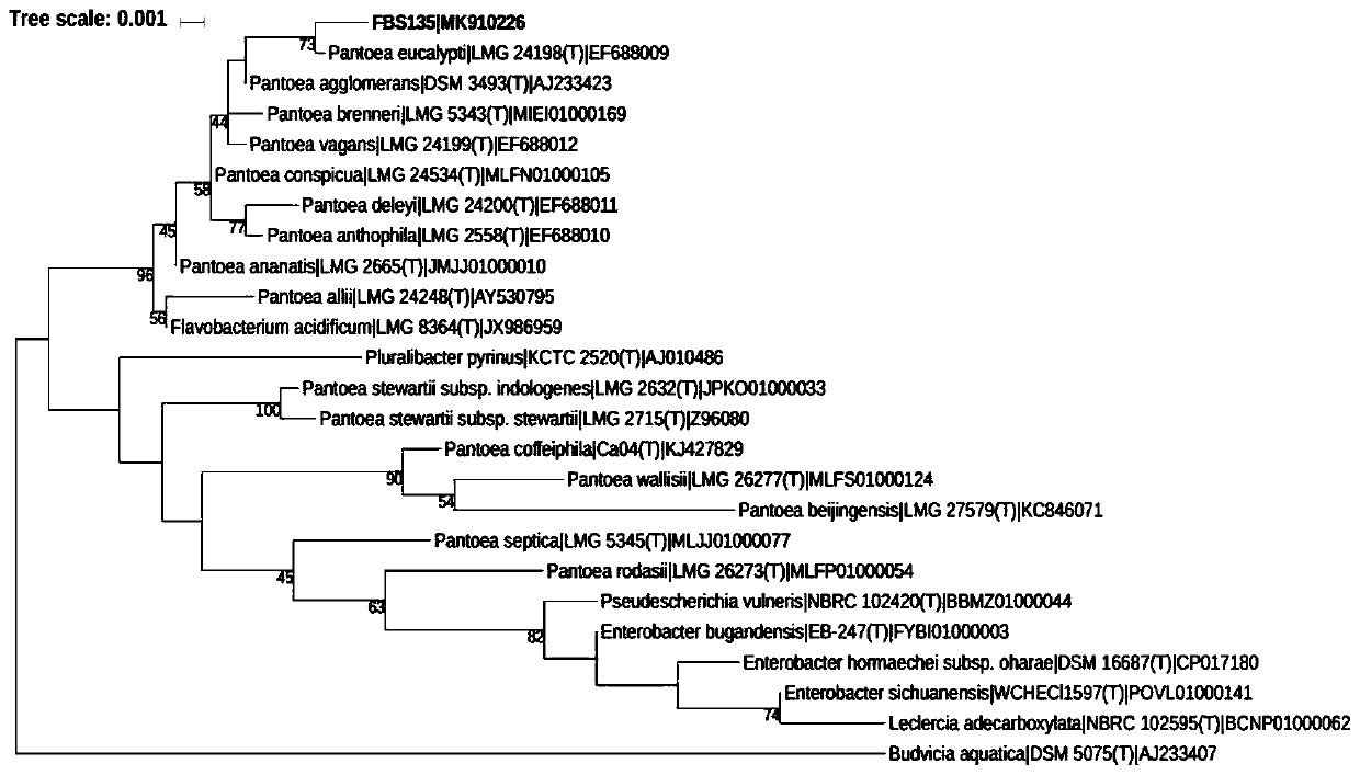 Pine tree endophytic bacterium FBS135 and application thereof