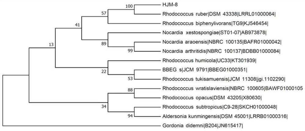 Rhodococcus ruber HJM-8 capable of efficiently degrading dimethylacetamide and application of rhodococcus ruber HJM-8