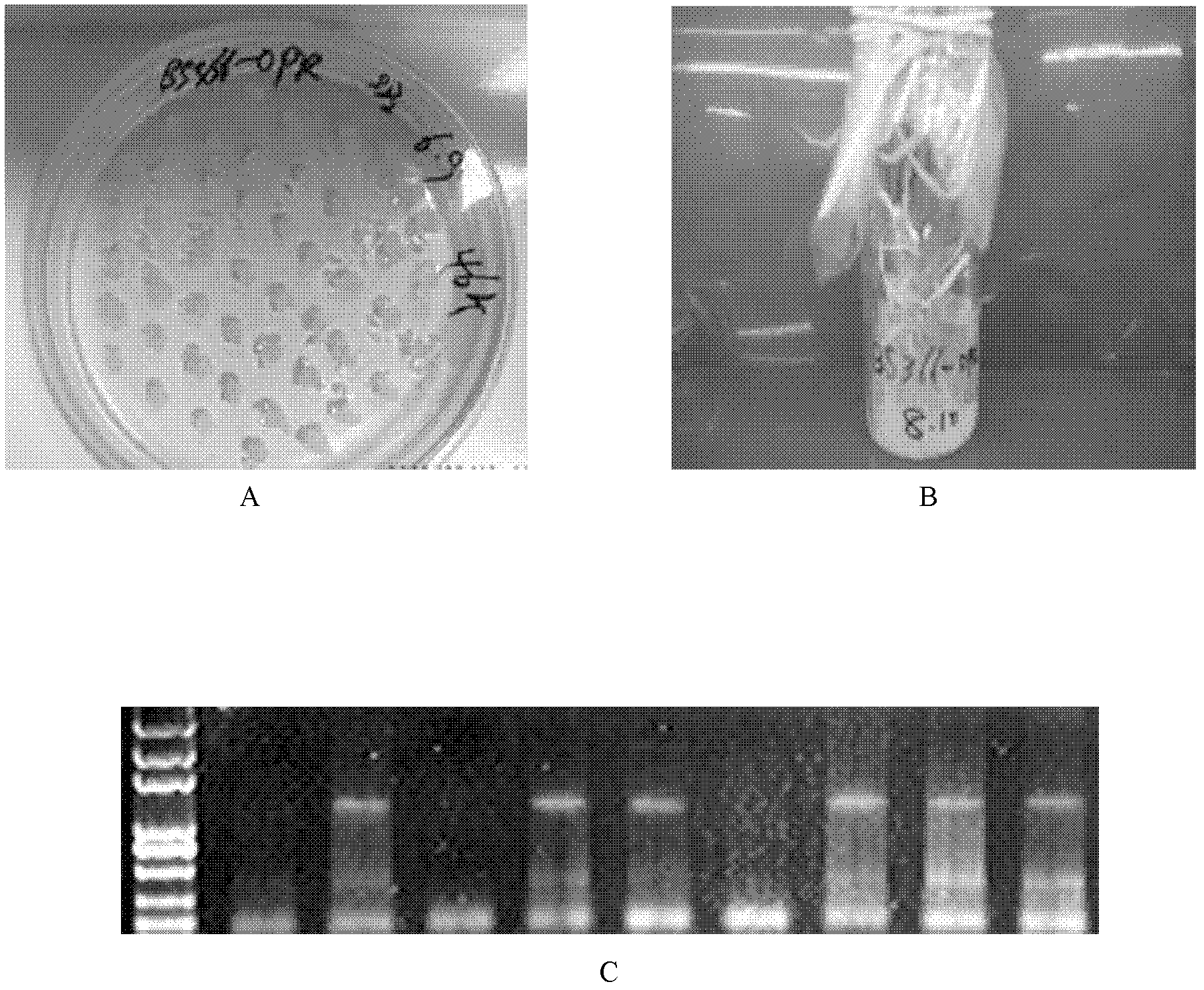 Relevant protein TaOPR for regulating and controlling cracking of plant anther as well as gene and application thereof